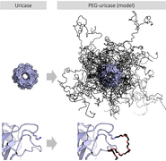 PEGylation