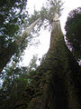 Image 42Eucalyptus regnans forest in Tasmania, Australia (from Old-growth forest)