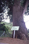 Es Roure de Bon Retir (Tossa de Mar)