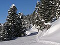 Ein Ziehweg im südlichen Bereich der Zillertal-Arena