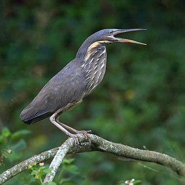 Black bittern by JJ Harrison