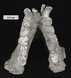 Gigantopithecus blacki: donja vilica