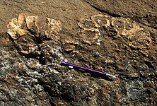 Miocene (Messinian) Megabalanus, smothered by sand and fossilised