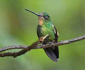 female C. l. albimaculata Yanacocha Reserve, Ecuador