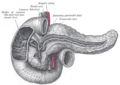 El conducte pancreàtic.