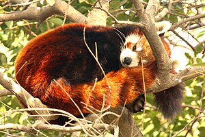 Ein Roter Panda, der kleine Bruder vom Großen Panda (Shanghai Zoo)