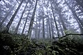 Image 9Virgin forest about 2,500 m (8,200 ft) above sea level in Shennongjia Forestry District, Hubei, China (from Old-growth forest)