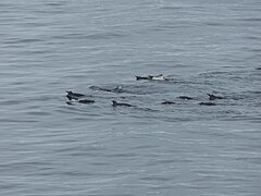 Manchots papous nageant en groupe. Les oiseaux nagent une sorte de brasse coulée et adoptent une formation triangulaire.