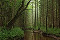 Tarvasjõgi river in Kõrvemaa Nature Park