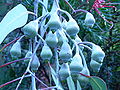 Eucalyptus caesia