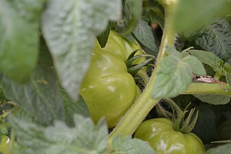 Tomatoes being collected from the field, Maharashtra, India