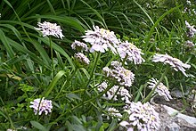 Une petite plante herbacée à fleurs blanc pur, groupées en têtes denses, et à feuilles vert luisant