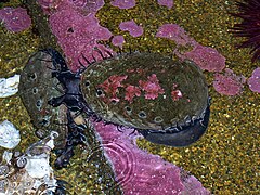 Two abalone at the Oregon Coast Aquarium