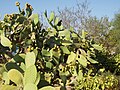 Opuntia ficus-indica