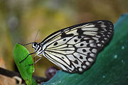 Idea leuconoe (Danaini)