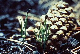 Pinus contorta kiemplanten bij dennenappel