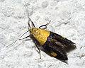 Oecophora bractella