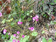 Oxalis articulata