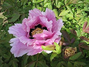 Almindelig Træpæon (Paeonia x suffruticosa) Sorterne kaldes ofte ”Paeonia rockii"