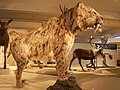 Saber-toothed †Smilodon populator