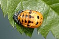 Pupa (conhecida também por "casulo") típico de joaninha.