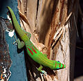 Image 9 Gold dust day gecko Photo: Thierry Caro The Gold dust day gecko (Phelsuma laticauda) is a diurnal species of day gecko native to Madagascar and the Comoros, although it has been introduced to Hawaii and other Pacific islands. It grows to about 15–22 cm (6–9 in) in length and is bright green or yellowish green with rufous bars on the snout and head, and red bars on the lower back. More selected pictures