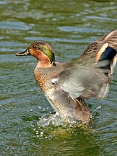 Photo en couleurs d'un canard au plumage vert, noir et blanc.