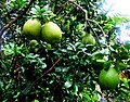 Pomelo in southern Vietnam.