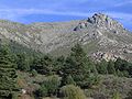 lěs (Sierra de Guadarrama, Špańska)