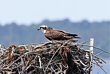 A gray and white bird of prey on the edge of a large nest with water in the distance.