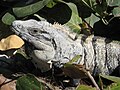 Ctenosaura similis, Tulum, Mèxic