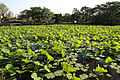 不忍池（上野恩賜公園）