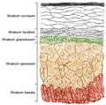 Epidermisin katmanları