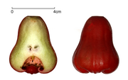 Syzygium samarangense, con frutto tagliato.