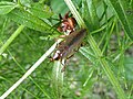 Die Südliche Waldschabe (Ectobius erythronotus) lebt im genannten Gebiet nur im Osten Österreichs.