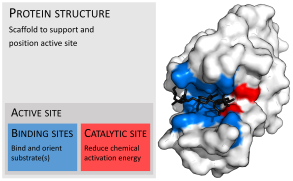 Enzyme