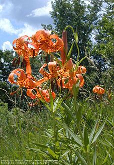 Flores de Lilium.