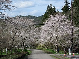 寺尾ヶ原千本桜公園