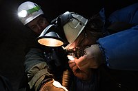 Bat scientist Lauri Lutsar determining the age of a bat, "People In Science" (Estonia)