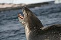 Un léopard de mer dont la gueule ouverte laisse apparaître ses dents caractéristiques.