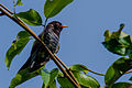 Violet cuckoo