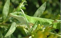 Ящірка Аноліс каролінський, (Anolis carolinensis) з плавним контрзатіненням.