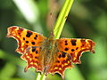 Polygonia c-album Gehakkelde aurelia