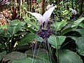 Bunga lukih putih, Tacca integrifolia