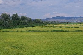 Оризови полиња во Кочанско, Македонија