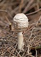 Shaggy parasol (Chlorophyllum rhacodes)