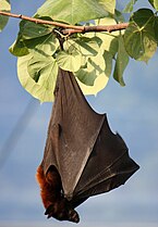 Photographie couleur d'une chauve-souris dormant la tête en bas, les pieds accrochés à une branche.