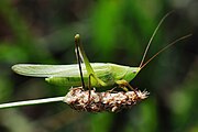 Ruspolia nitidula male