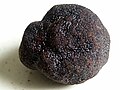 Svart trøffel (Tuber melanosporum)