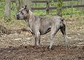 Blau-hellbraun gestromter Hund